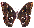 papillon
